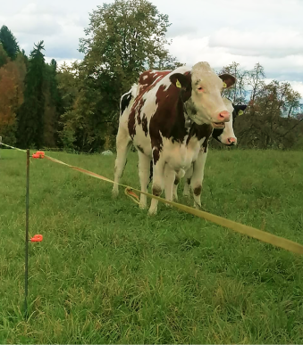 Pfosten auf Weide mit Kuh
